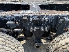 日野テラヴィ